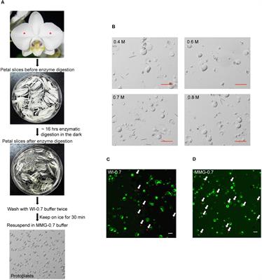 A Protoplast Transient Expression System to Enable Molecular, Cellular, and Functional Studies in Phalaenopsis orchids